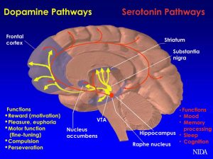 Brain Pathways